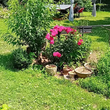 Bacci